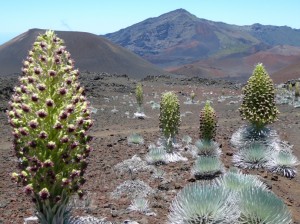 Silversword plants in bloom along the Sliding Sands trail at Haleakalā. Photo courtesy National Park Service.