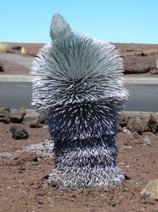 Silversword plant in a pre-bloom stage at the summit of Haleakalā. Photo courtesy National Park Service. 