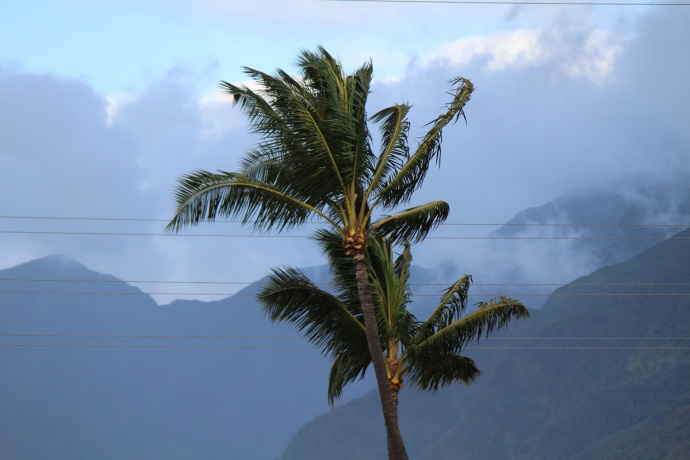 Iselle wind, 8/8/14. Photo by Wendy Osher.