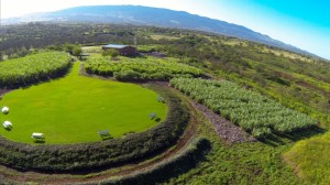 The new rum product is being produced at the company's distillery in Kula on Maui and will be available for purchase and sampling at the company farm beginning Sept. 1. Courtesy photo.