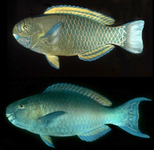 Prohibitions are proposed on the take of blue male uhu for the two large species--uhu ʻuliʻuli (top) and uhu ʻeleʻele (bottom). Photos courtesy DLNR Powerpoint. Credit: Dr. John E. Randall.