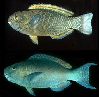 prohibitions on the take of blue male uhu for the two large species--uhu ʻuliʻuli and uhu ʻeleʻele.