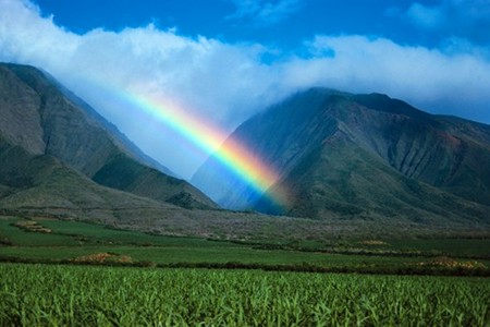 Maui rainbow / Image: Kitrick Short