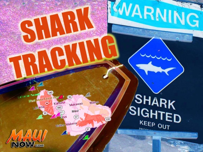 Shark tracking. Graphics by Wendy Osher/Maui Now. Map courtesy Google.