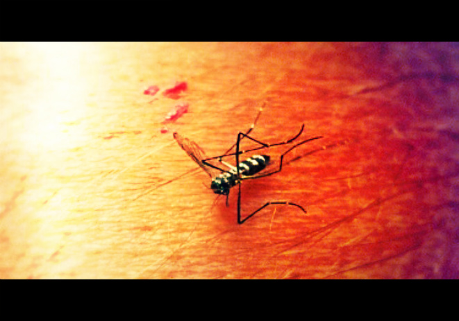 Mosquito.  Maui Now courtesy photo.