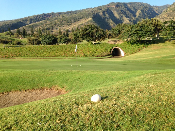 Nēnē goose egg near the 5th green at The King Kamehameha Golf Club.  Photo by: Rick Castillo.