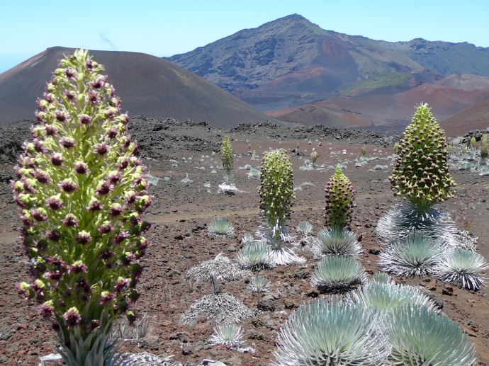 Silversword--endemic, threatened species.  Photo courtesy Haleakalā National Park.