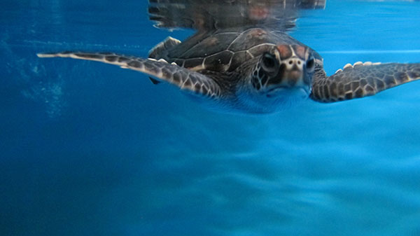 Turtle F: Characteristics: Very calm, docile, well-behaved   Haku -  Overseer or supervisor  Akahai -  gentle, docile, unassuming  Mohalu - At ease, relaxed. File photo courtesy Maui Ocean Center.