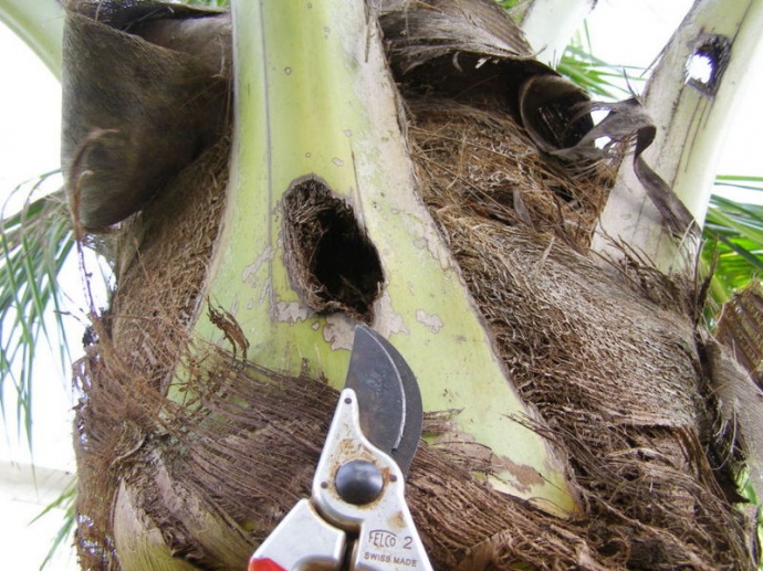 CRB palm damage hole. Photo credit CRB IC.