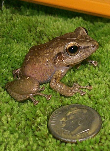 Coqui frog. Photo credit HISC.
