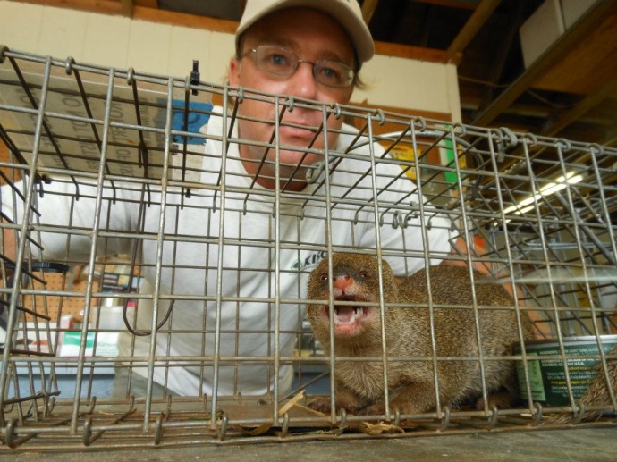 KISC staff Pat Gmelin with first live mongoose captured on Kauai.  Photo credit Keren Gundersen.