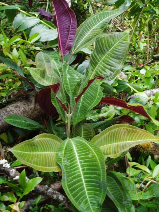Miconia plant upper leaves view. Photo credit OISC.