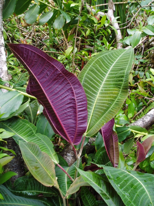 Miconia purple and green leaves. Photo Credit: Oahu Invasive Species Committee.