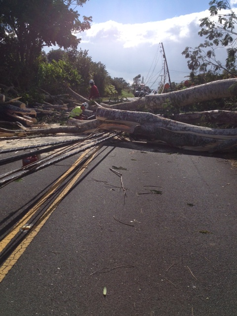 Albizia blocking road and down power lines post storm Feb 2014.  Photo credit Rich Wlosinski-HELCO System Forester.