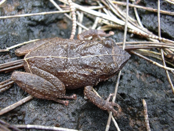 Coqui frog. Photo credit Forest and Kim Starr.