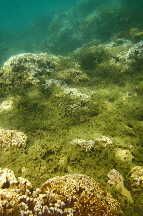 Invasive algae. Photo courtesy DLNR.