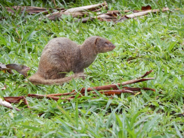 Mongoose on Maui. Photo credit Forest and Kim Starr.