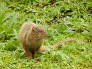 Mongoose on Maui. Photo credit Forest and Kim Starr.