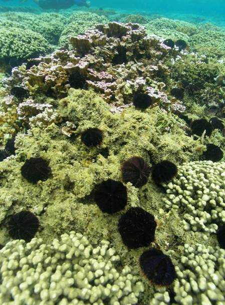Urchins and Algae. Courtesy photo DLNR.