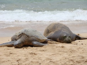 Hawaiian monk seals and green sea turtles bask on many coastlines throughout Hawai‘i. Credit: Barbara Billand/NOAA.