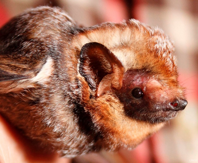 Hawaiian Hoary Bat.  Photo courtesy: Frank J. Bonaccorso, Ph.D. Wildlife Ecologist Pacific Island Ecosystems Research Center U. S. Geological Survey/BRD. 