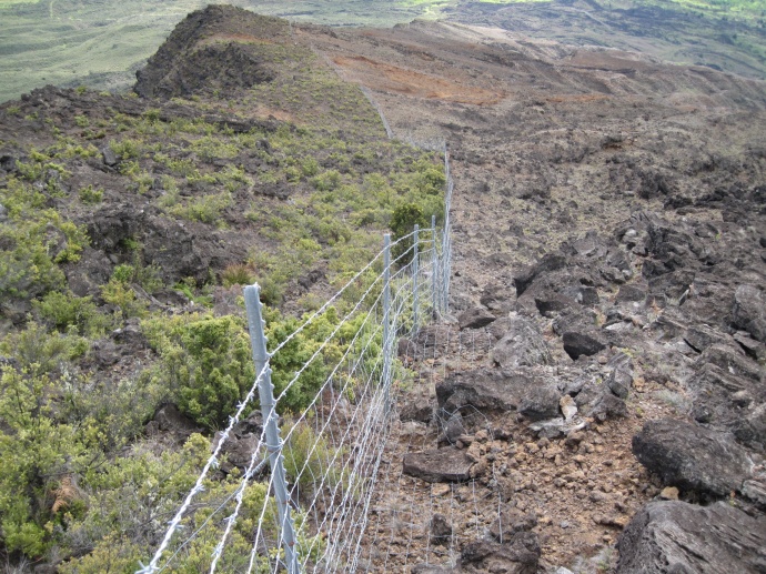 Existing park boundary fence along the upper elevations near Nu'u and Kaupo Gap. Left side shows habitat recovery.  Right side shows areas impacted by feral animals. Photo credit: Haleakala NP, C. Fukushima.