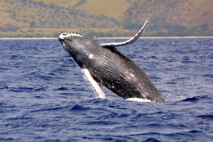 NOAA's proposal to reclassify humpback whales into 14 distinct population segments will offer fisheries managers a more tailored conservation approach. (Credit: NOAA)