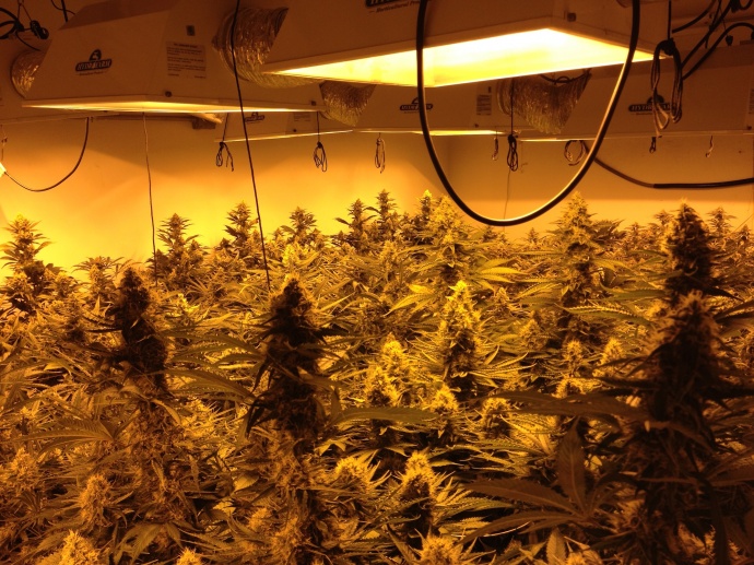 Employees inspect marijuana plants at Green Man Cannabis growing facility in Colorado. Photo credit: Green Man Cannabis.