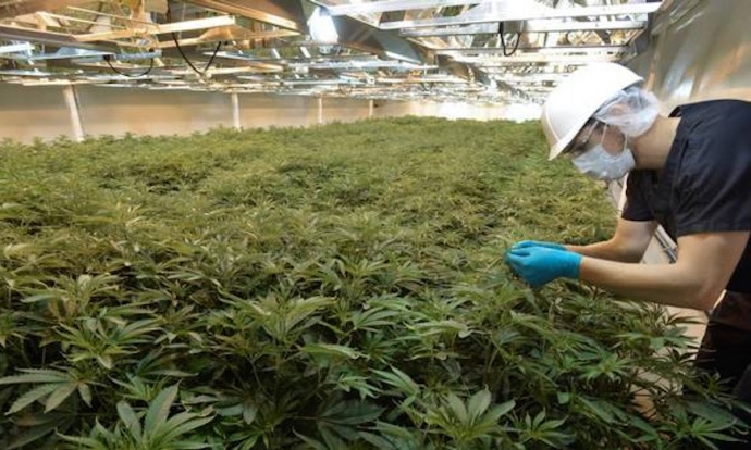 Employees inspect marijuana plants at Green Man Cannabis growing facility in Colorado. Photo credit: Green Man Cannabis.