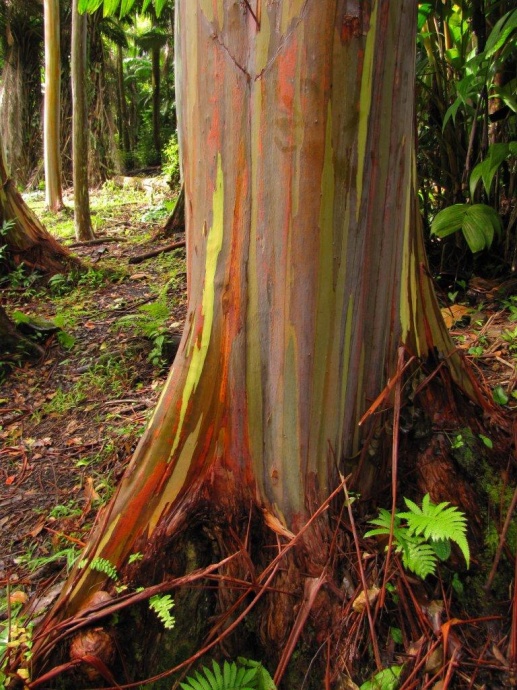 Rainbow eucalyptus, Keanae Arboretum.