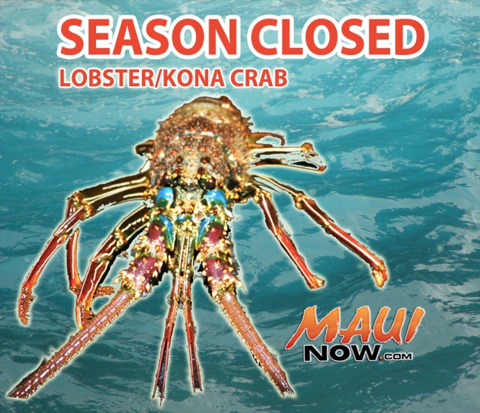 Season closed on Lobster and Kona Crab. Graphics by Wendy Osher. Lobster image DLNR.