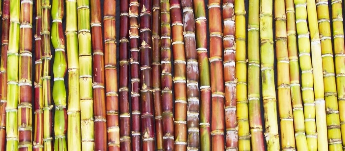 Ko is a variety of Hawaiian sugarcane that can be found growing at Maui Nui Botanical Gardens. Photo by Maui Nui Botanical Gardens.