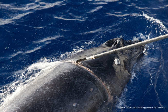 Whale entanglement rescue, Dec. 18, 2013. Photo credit (permit #)