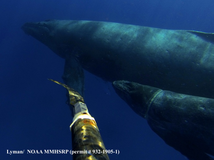 Whale rescue, Dec. 18, 2013. Photo credit: Lyman/Noaa MMHSRP (permit#932-1905-1).