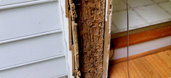 Termite damage. Google image.