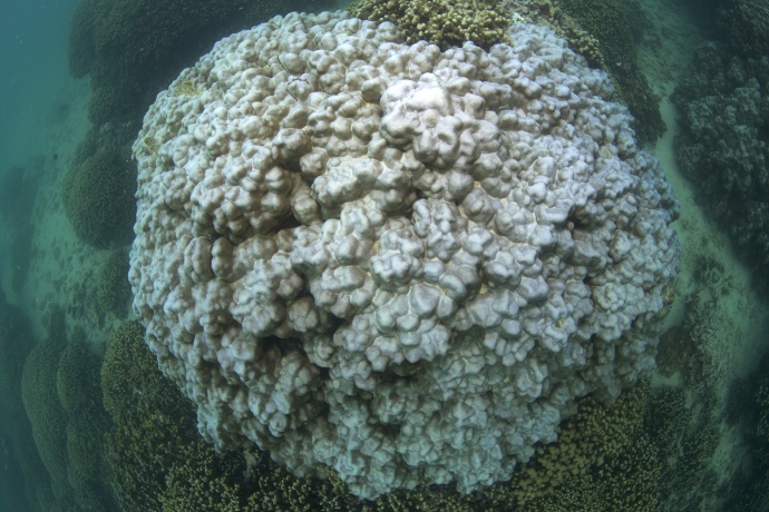 Bleached Coral in Kāheʻohe Bay Hawaiʻi. Photo credit: XL Catlin Seaview Survey