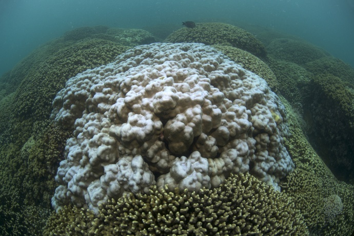 Bleached Coral in Kāheʻohe Bay Hawaiʻi. Photo credit: XL Catlin Seaview Survey