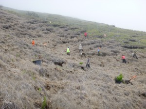 Maui and Hawaii NEPM crew planting at the Nakula Natural Area Reserve