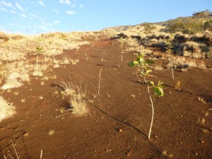 Nakula Natural Area Reserve erosion scar planting_landscape