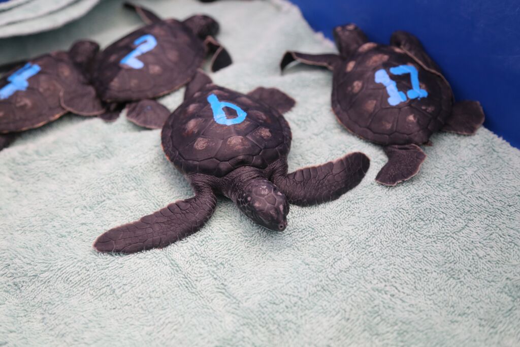 The Maui Ocean Center recently welcomed six 2-month-old green sea turtle hatchlings. Photo credit: Maui Ocean Center. 