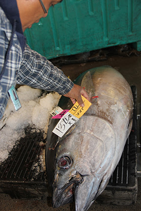 With limited supply during the closure, prices for bigeye tuna (`ahi) skyrocketed at the Honolulu fish auction. At $13.70 a pound, this 214-pounder was worth nearly $3,000 off the boat. Photo credit: Western Pacific Regional Fishery Management Council.
