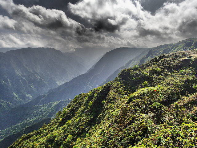 The slopes on which the chicks currently reside. Photo credit: Andre Raine/Kaua'i Endangered Seabird Recovery Project