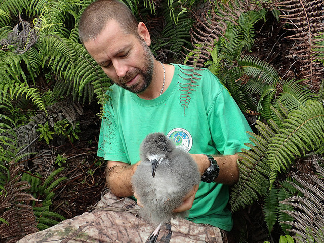 Hawaiian petrel being carefully removed from its burrow. Photo credit: Michael McFarlin/Kaua'i Endangered Seabird Recovery Project.