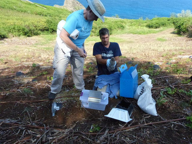 Getting ready to weigh a Hawaiian petrel chick. Photo credit: George Wallace/American Bird Conservancy.