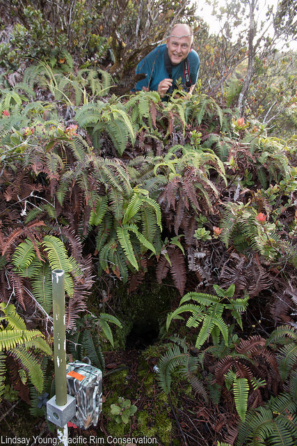 A Hawaiian petrel burrow. Photo credit: Linsday Young/Pacific Rim Conservation