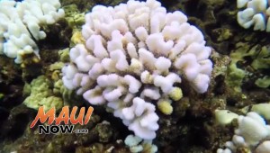 Coral bleaching at Molokini. Image credit: DLNR.