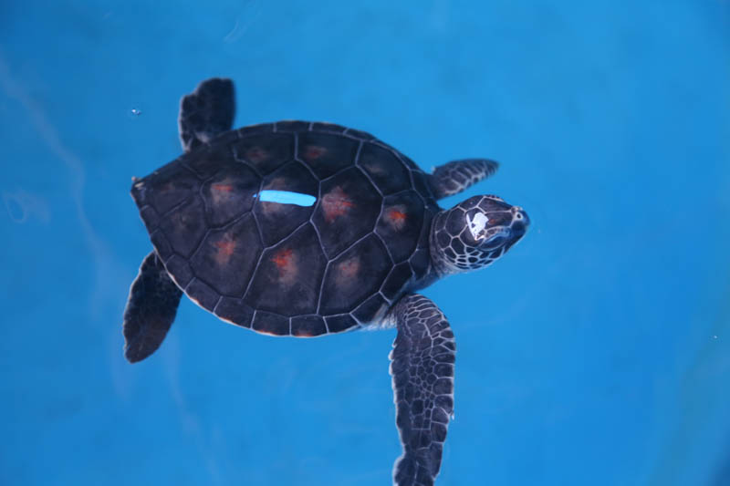 Turtle #1 is described as a sweetheart, shy and passive. Potential names include: Laʻi (tranquil); Maluhia (peace, quiet, serenity); Kuʻuipohilaliha (shy, sweetheart); Hilahila (bashful, shy); ūpē (humble, bashful); Makalehakananiokawai (to wonder the beauty of the ocean). Photo credit: Maui Ocean Center. 
