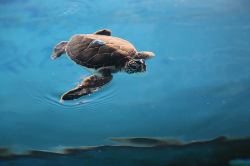Turtle #2 is described as reserved, chill and endearing. Potential names include: Hiwahiwa (precious, beloved and darling); Mālie (calm, quiet, still and gentle); Hoʻāloha lohaʻolu (endearing and cool); Keanu (chill breeze); Mōhalu (at ease, relaxed); Makalehakananiokawai (to wonder the beauty of the ocean).