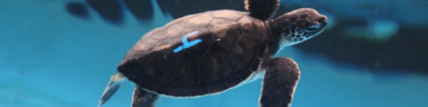 turtle 4 2015