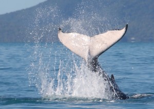 Photo credit: Pacific Whale Foundation.